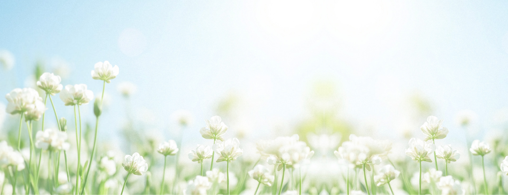 しろつめ草